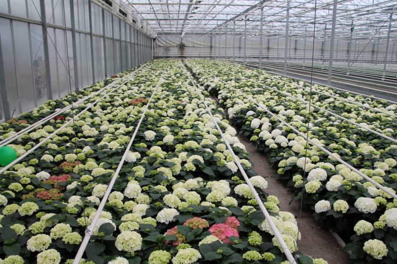 pepiniere-COARAZE-min_nursery-hydrangea-white-flowers-greenhouse-flower-1609210-pxhere.com